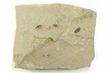 Three Detailed Fossil Beetles ( Snout Beetle) - Green River Formation #360289-1